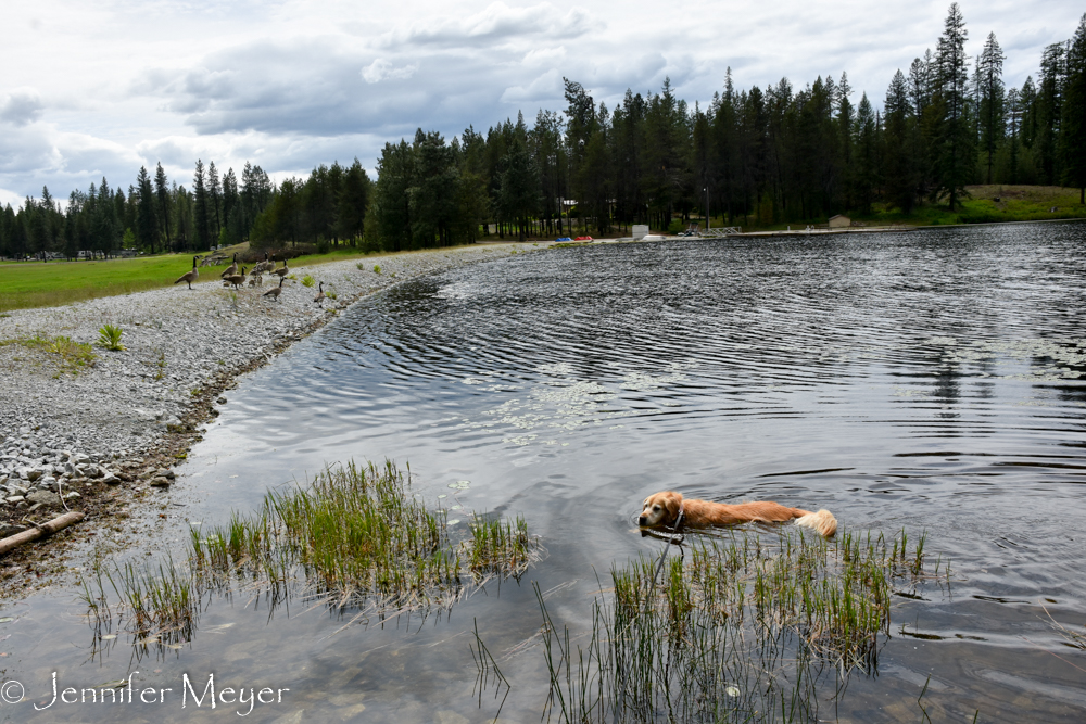 Bailey couldn't resist swimming.