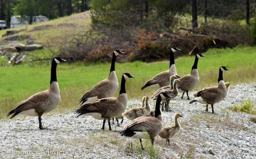 We had to disturb some resting geese.