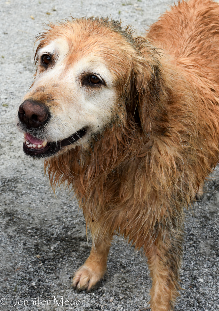 After a happy roll in goose poo and gravel.