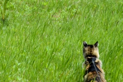 She would chase prairie dogs all day.