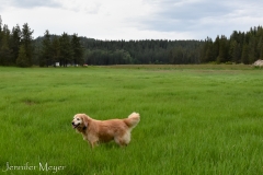 We faced a beautiful grassy field.