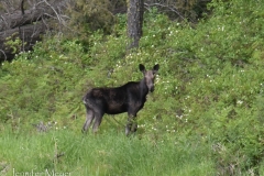 A moose!