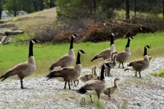 We had to disturb some resting geese.