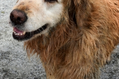 After a happy roll in goose poo and gravel.