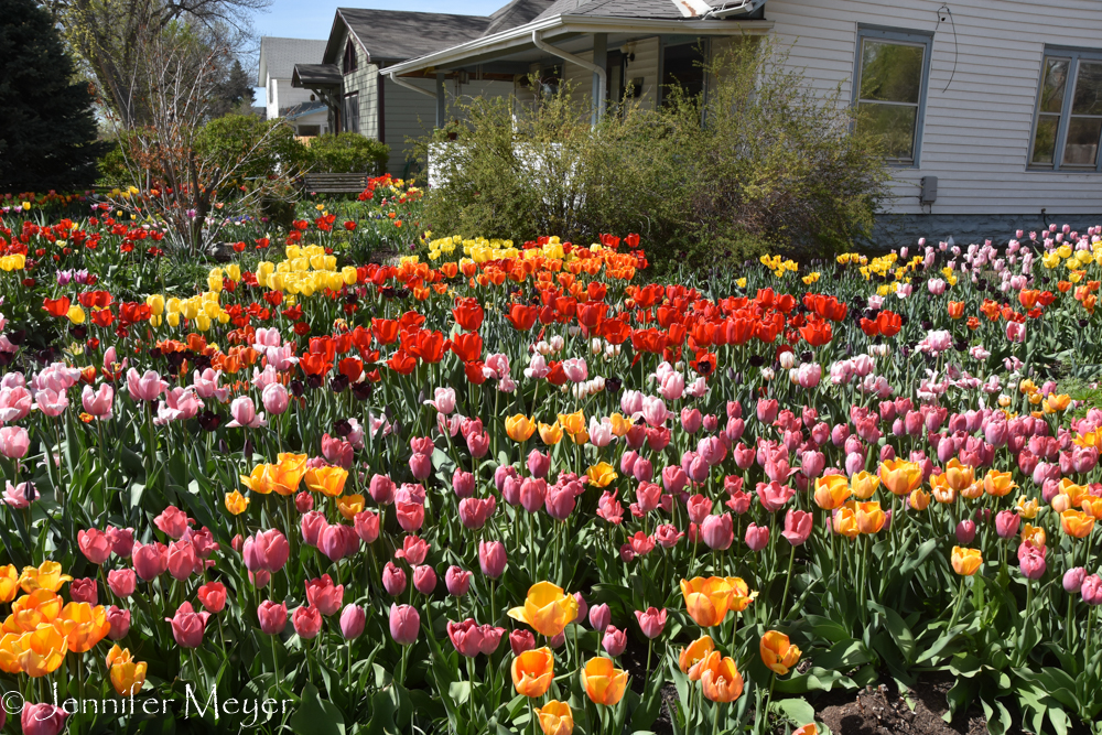 Their neighbor has gone crazy with the tulip bulbs.