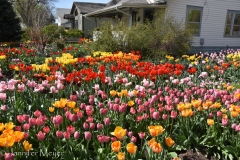 Their neighbor has gone crazy with the tulip bulbs.