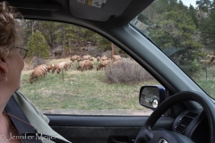 There were elk on both sides of the road.