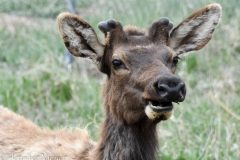Male elk with spring nubs.