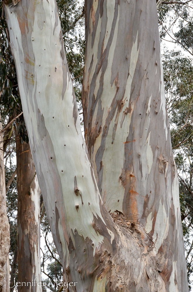 Eucalyptus tree.