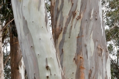 Eucalyptus tree.