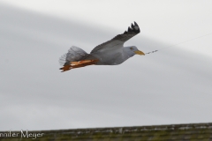 A seagull kite flying in the wind.