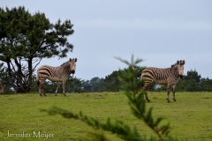 Wait a minute... are those really zebras?