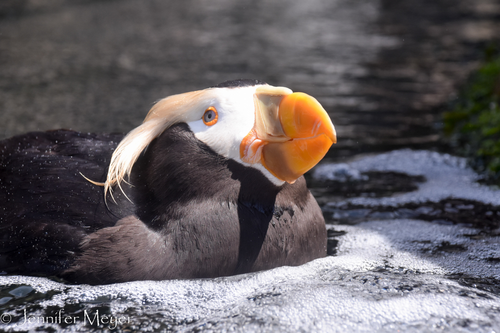 Tufted puffin.