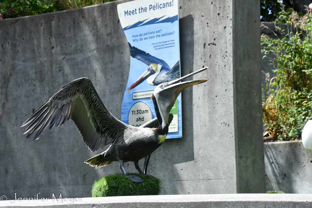 A rescued pelican makes an appearance.