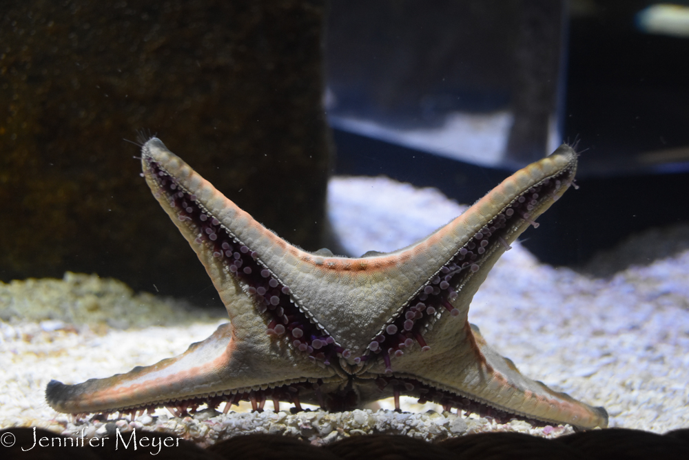 Underside of a starfish.