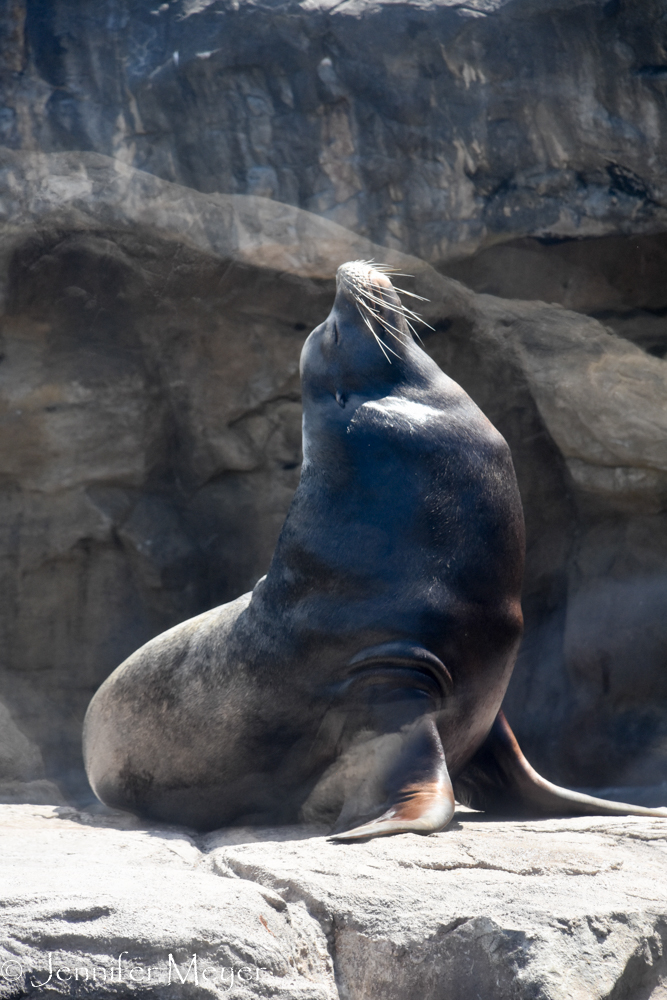 Proud sea lion.