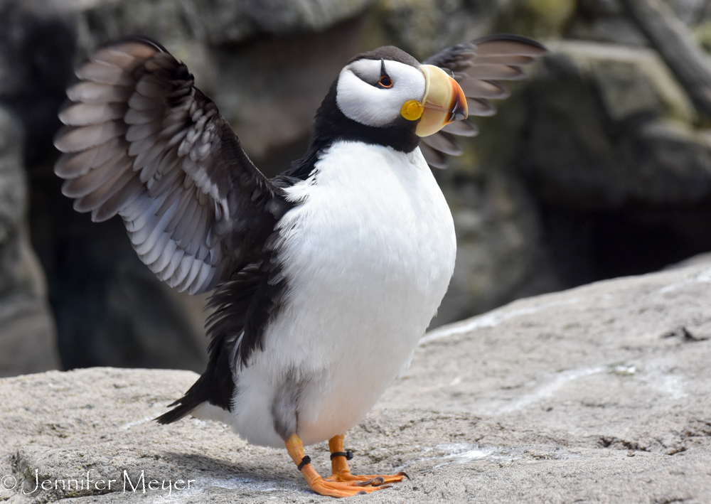I just love puffins.