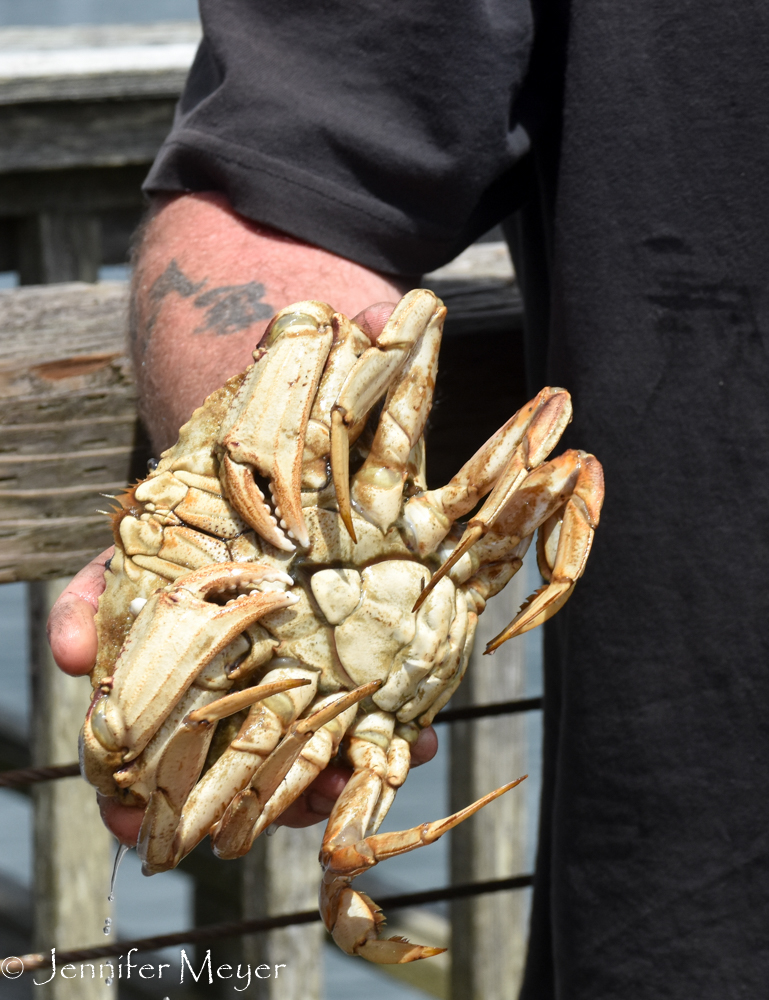 A crabber shows us his catch.