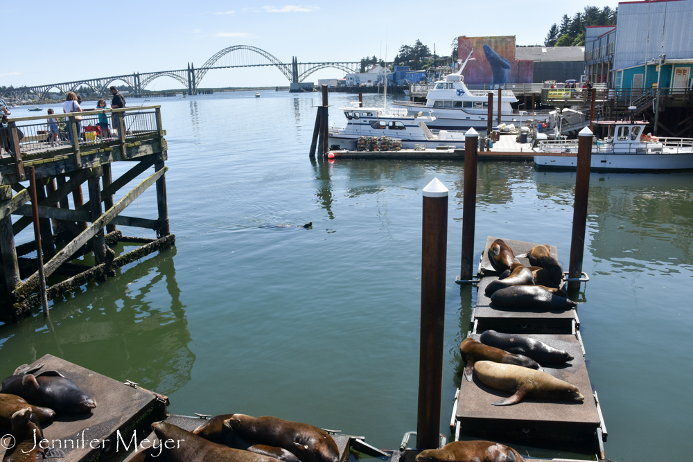 The sea lion docks.