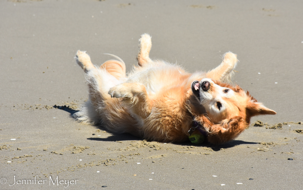 Nothing like a ball on the beach.