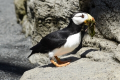 Puffin collecting for a nest.