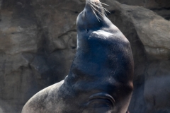 Proud sea lion.