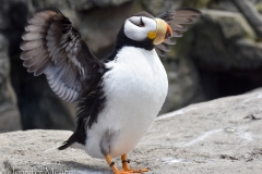 I just love puffins.