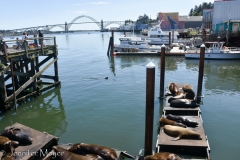 The sea lion docks.