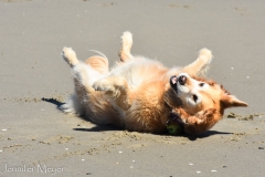 Nothing like a ball on the beach.