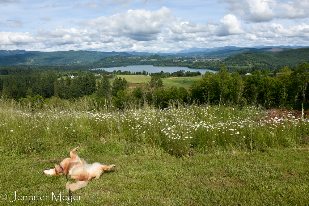 Bailey loved the fresh-cut grass.