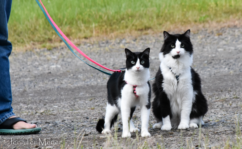 We never see other cats on leashes.