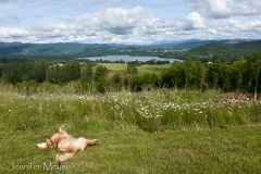 Bailey loved the fresh-cut grass.