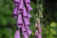 Foxgloves, I think.