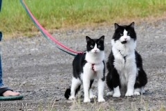 We never see other cats on leashes.