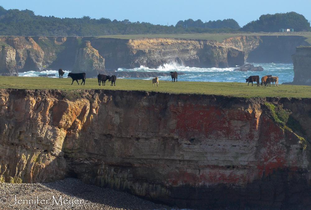 ...cows on a cliff!