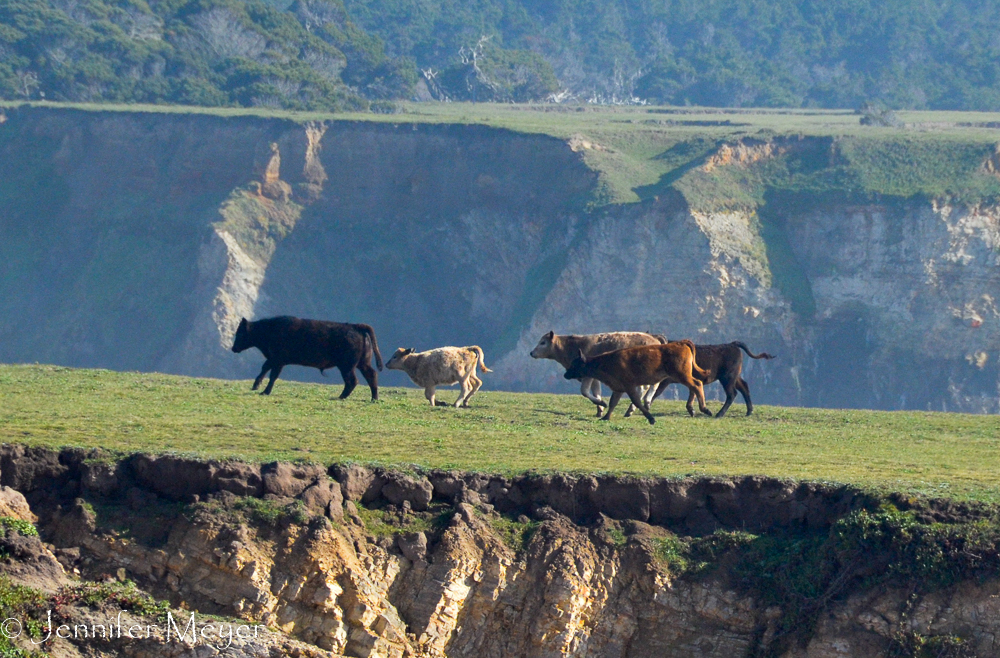 But they'll probably just wander right back.