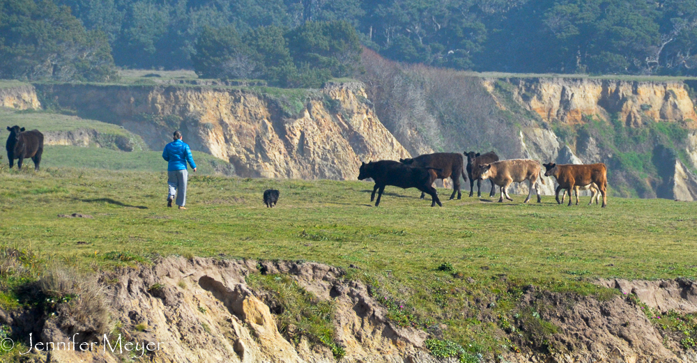 This woman's dogs quickly went to work...