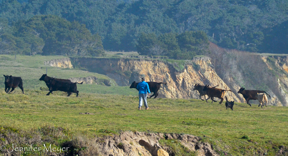 ...and herded them back to safety.