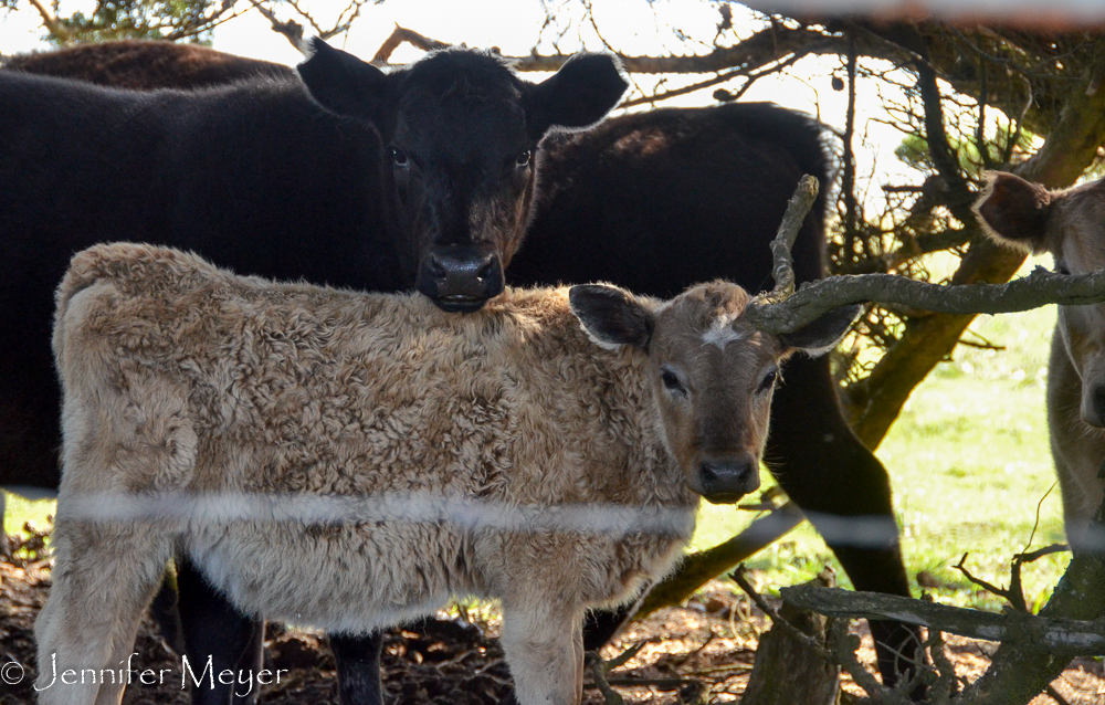 These more cautious cows stayed near the road.