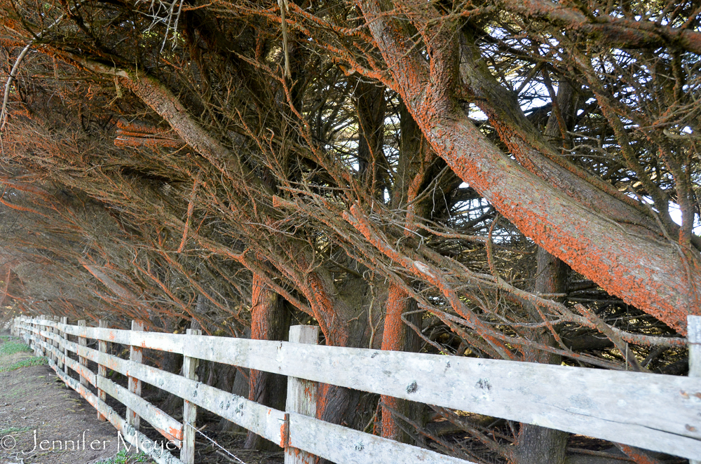 Red lichen on trees.