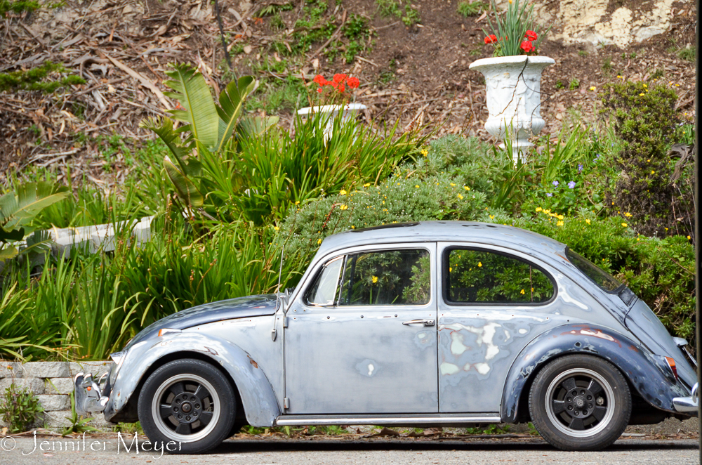 Bug by the restaurant.