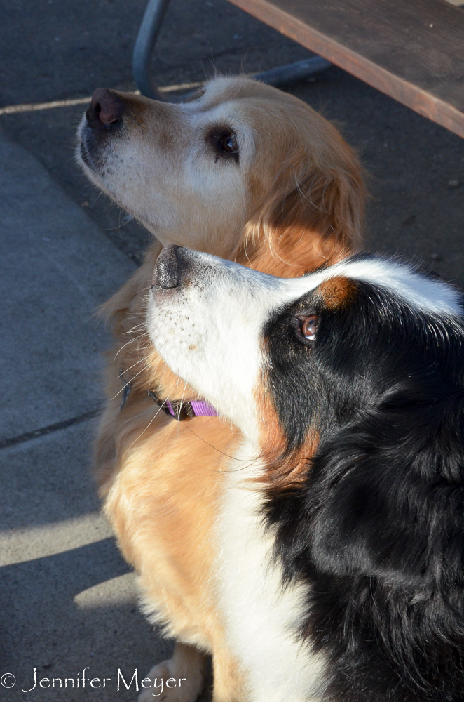 The girls awaited our leftovers for their dinner.