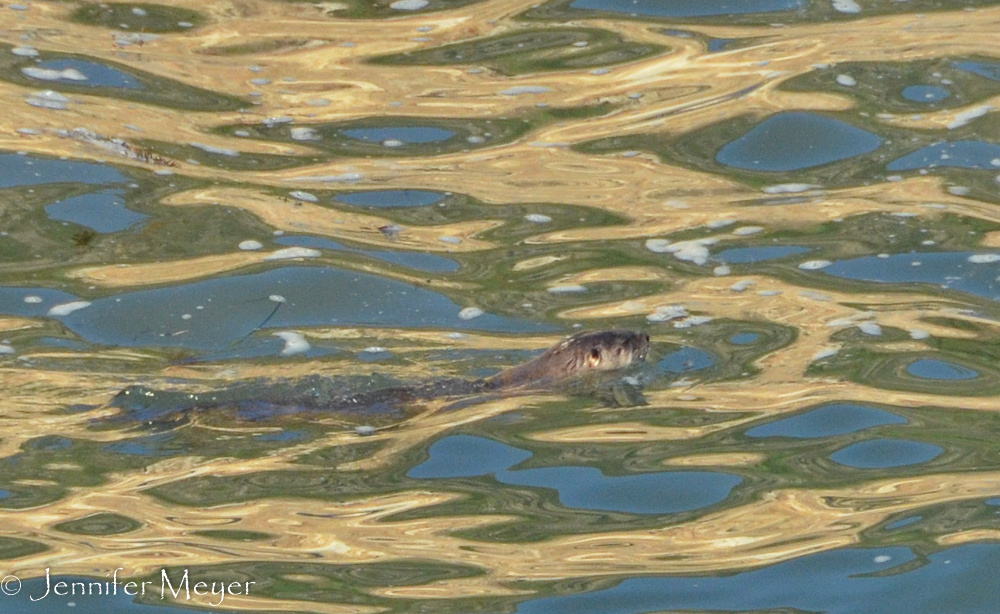 Sea otter.