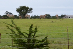 Driving back to Linda's land one day, we noticed these unusual horses grazing.