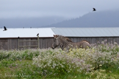 It was a private animal sanctuary.