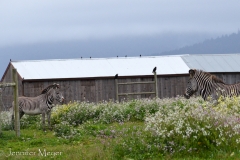 There were dozens of them, in such an unlikely setting.