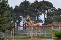 I could even see giraffes in the distance.