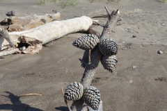 Pine cones on the beach.