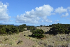 We hurried back to the car where there was water for the dogs.