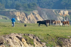 This woman's dogs quickly went to work...